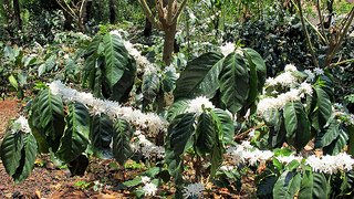 Coffee plantation walk